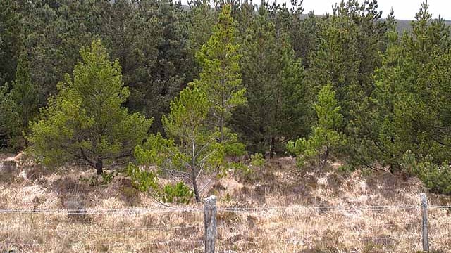 Forestry Act comes into force, with a focus on felling