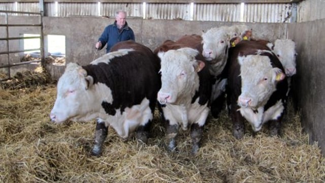 Irish Herefords en route to Russia