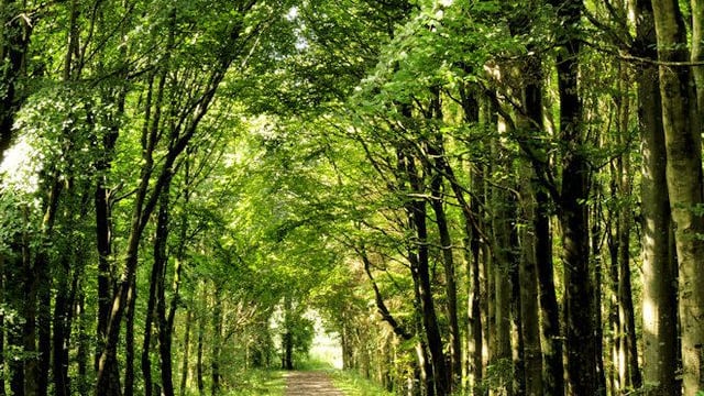 Microsoft backs new afforestation initiative