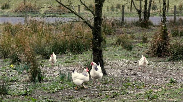 Avian influenza control measures to be lifted in the North