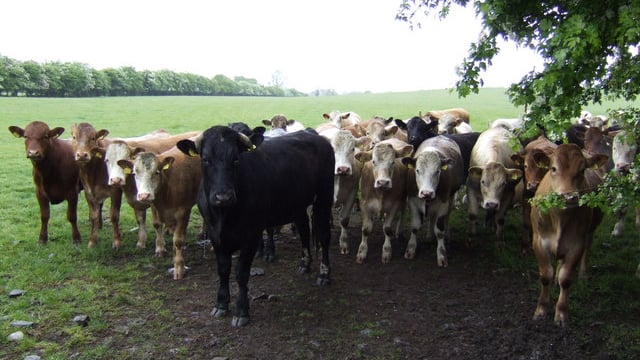 'Cattle trade buoyed by factory and exporter demand'