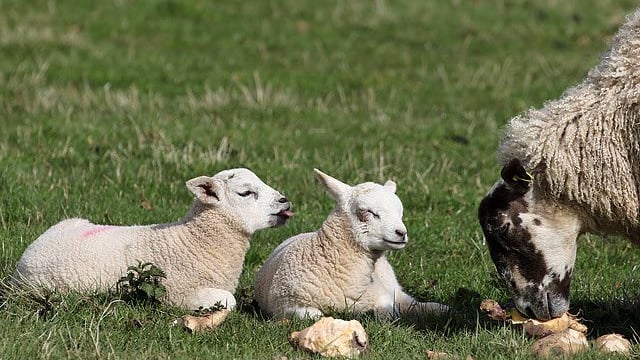 Strong demand creating 'buoyant' lamb market