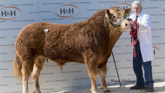 Pics: Northern Irish Limousin bull fetches £105,000 at auction