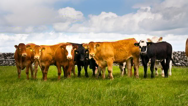 Beef sector review 'progressing well' - IFA