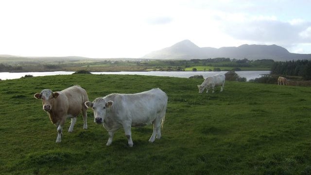 Cattle prices on the increase this week