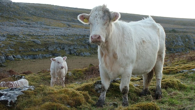 BurrenLIFE project nominated for Green Awards