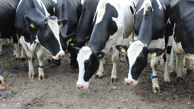 Conference: There is an 'ongoing need' for antibiotics within Irish farming