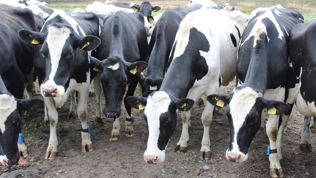 Worker burn-out is ’zero-sum’ game for welfare of livestock