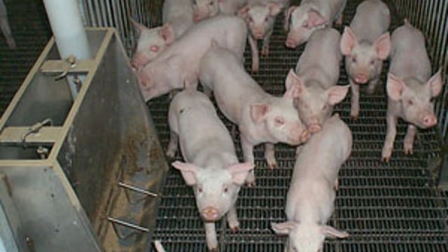 Best-practice tips for pig management - for May
