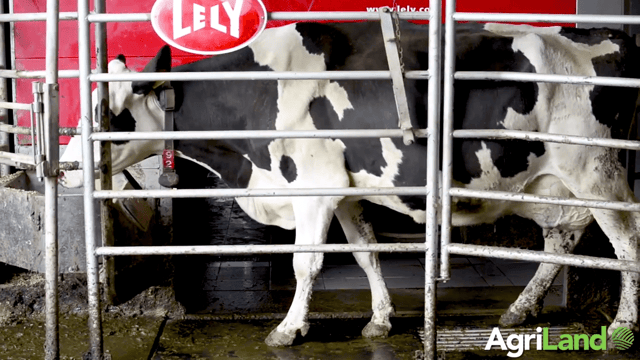 Video: Broughshane herd to feature at Lely's Balmoral robotic milking demo