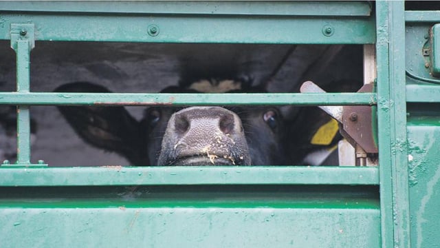 Livestock haulier slapped with €4,000 fine over ‘misleading records’
