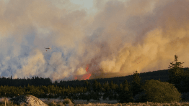 Department: 'Those found starting gorse fires are liable to prosecution by the Gardai'