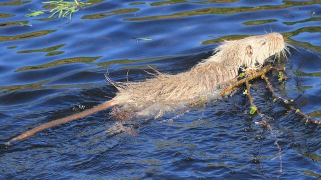 Rat-like coypu feared to be spreading around the country