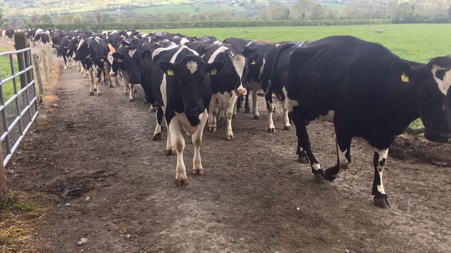 What is causing lameness on your farm during grazing?