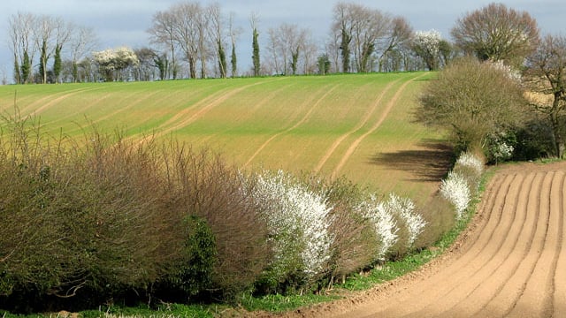 Sinn Fein calls for extension to GLAS hedgerow period
