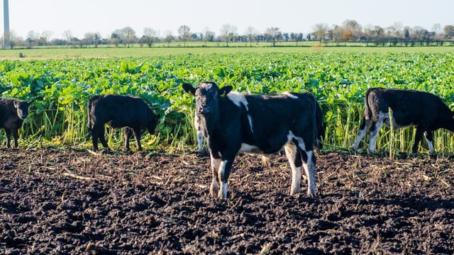 Dairy-origin stock take lion's share of 2017 beef kill