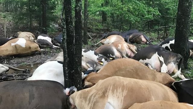 Can't win for losing: Lightning carnage at US dairy farm