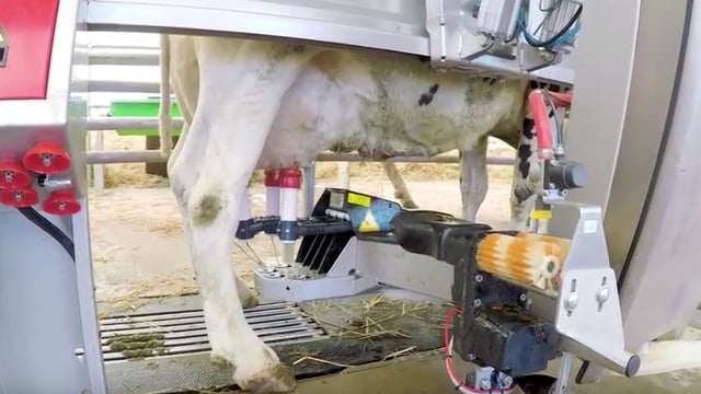 Watch: 40 'Lely' cows make the trip to the Balmoral Show