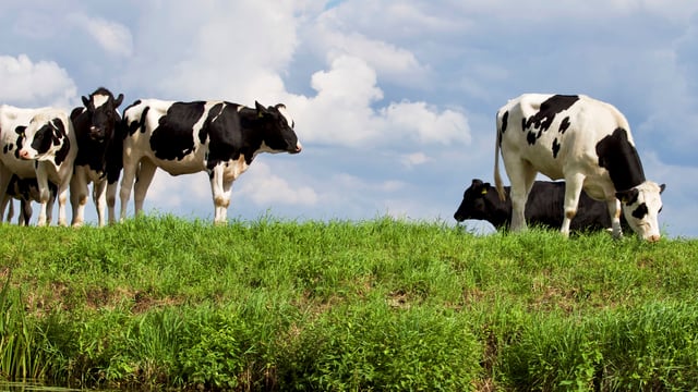 UK chief vet urges continued vigilance as bluetongue cases hit 55