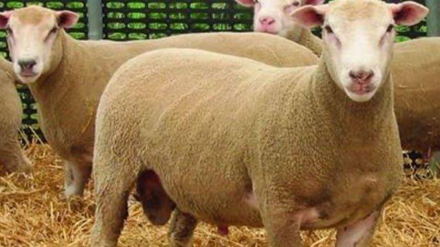 Move away from continental breeding pays dividends for Co. Tyrone sheep farmer
