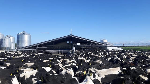 New properties in NZ continue to test positive for contagious cattle disease