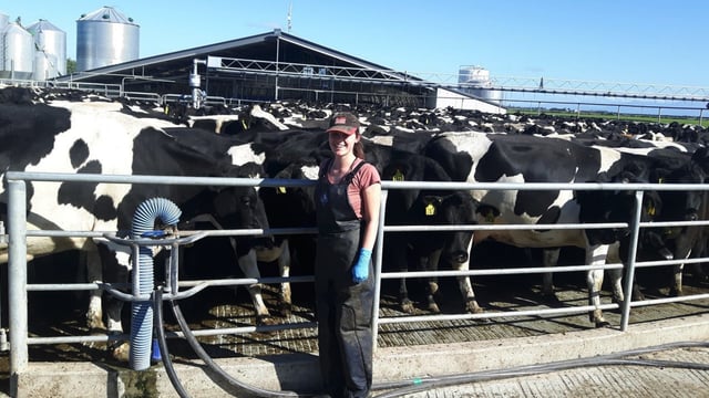 A student's view: Dairying on the far side of the world