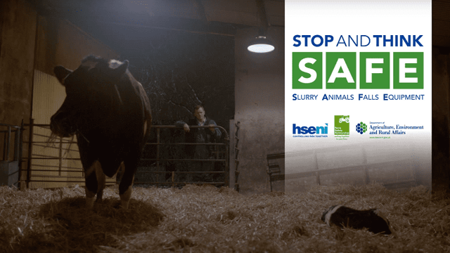 Video: Chilling farm safety advert highlights the danger of freshly calved cows