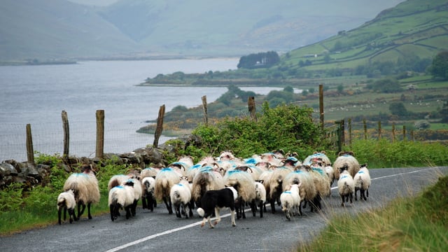 Farmers warned to be extra vigilant after multiple sheep thefts in Donegal