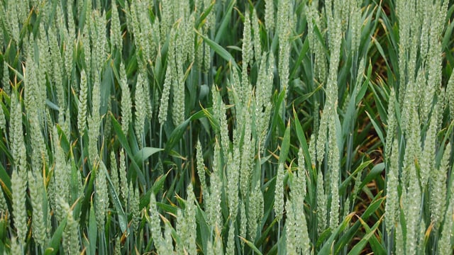 Major challenge posed by Black Grass and Brome Grass