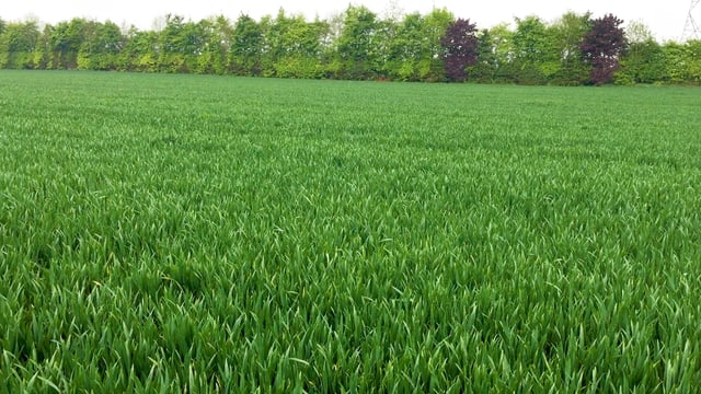 Crops update: Winter wheat responding well to weather