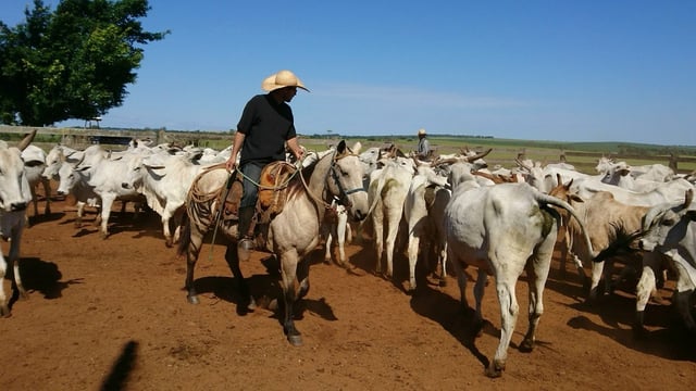 A student's view: Scanning 500 Nelore cows - all in a day's work in Brazil