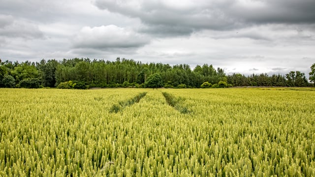 'Timing of fungicide application is becoming more critical'