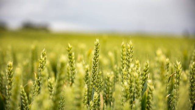 Could variety selection solve Ireland's septoria problem?