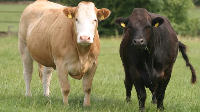Organic farming: 'Definitely scope for further growth given the market demand'