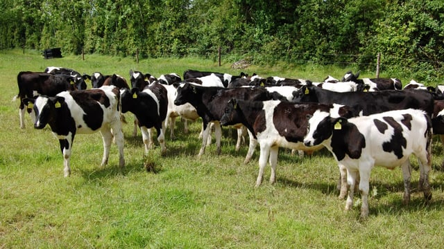 EU outlook: Less pressure expected on dairy farmer margins