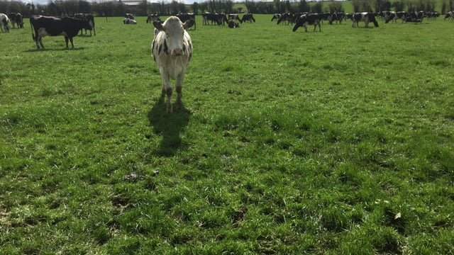 Don't let rain scupper June grazing
