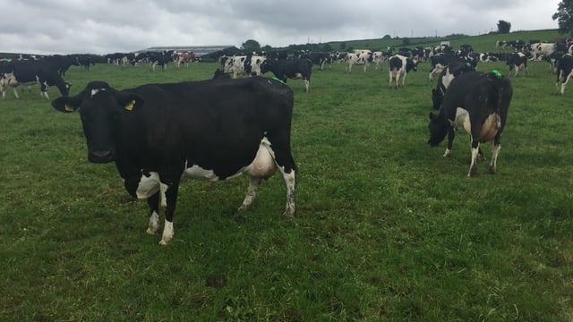 Pics: Doing the ordinary things extraordinarily well sets Waterford dairy farm apart