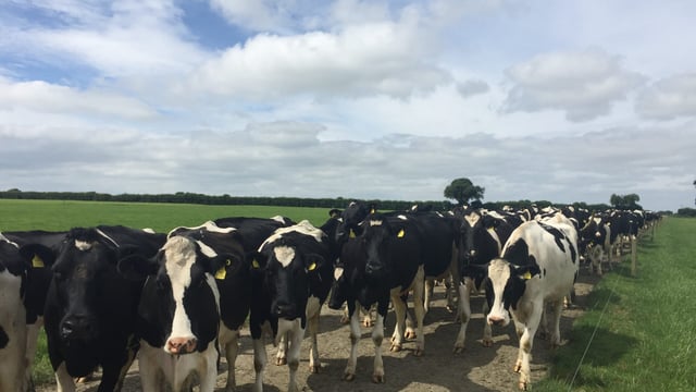 Farm focus: Milking 355 cows in the midlands