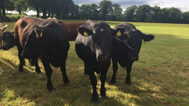 €1 million boost for June steer finishers