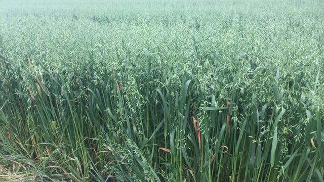 Herbicide resistant strains of wild oats found in Ireland