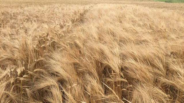 Does barley yellow dwarf virus pose a threat to my crops?