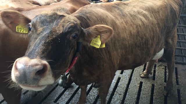 Five things the Irish dairy industry could learn from Iceland