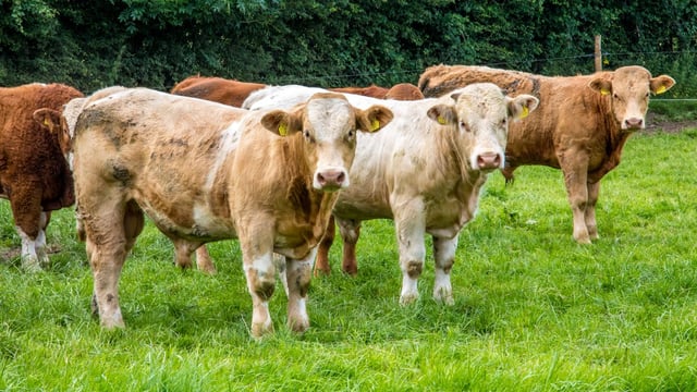 Healy-Rae: Live export moves 'should reflect better prices for farmers'