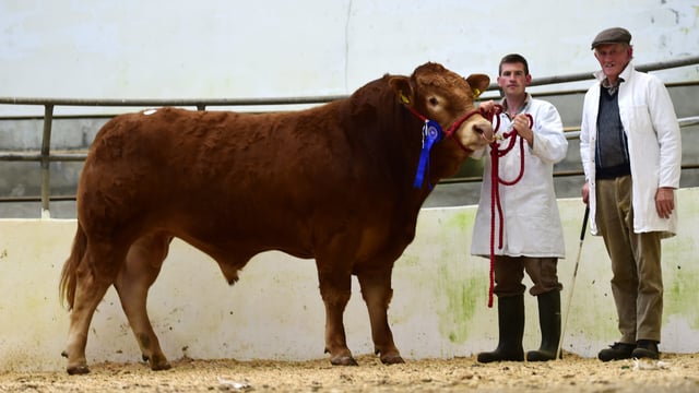 Five-star bulls top Irish Limousin Society's sale