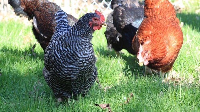 Poultry sector's response to bird flu avoided losses
