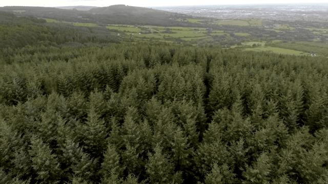 MEP: 'Coillte has dropped pretence it cares about the environment'