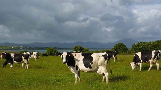 'CAP budget needs to be safeguarded despite new challenges'