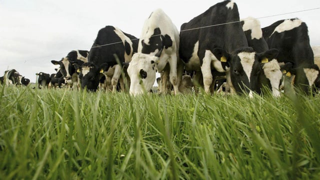 Department releases Recommended List and Pasture Profit Index 2018