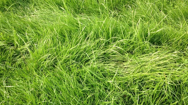 'Return on investment in utilisation of grass cannot be ignored'