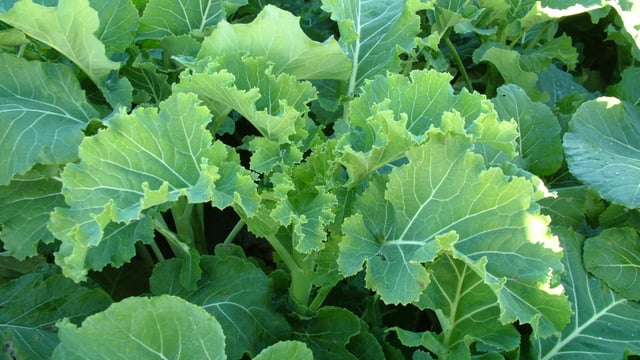 Kale is an excellent fodder crop - Teagasc